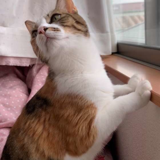 振り返る茶トラ