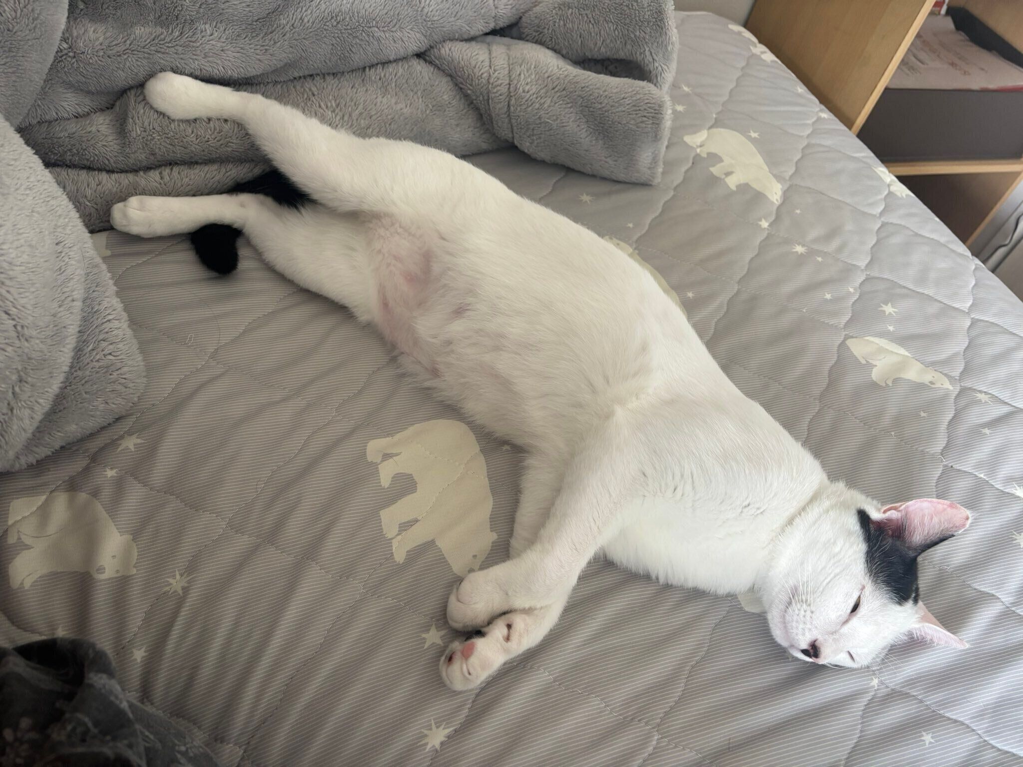 ベッドの上で寝ている猫