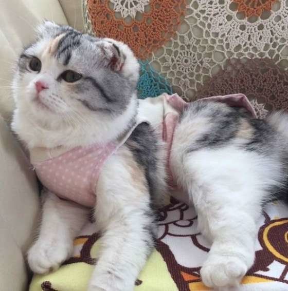 手術後のスコティッシュフォールドのCOCOちゃん