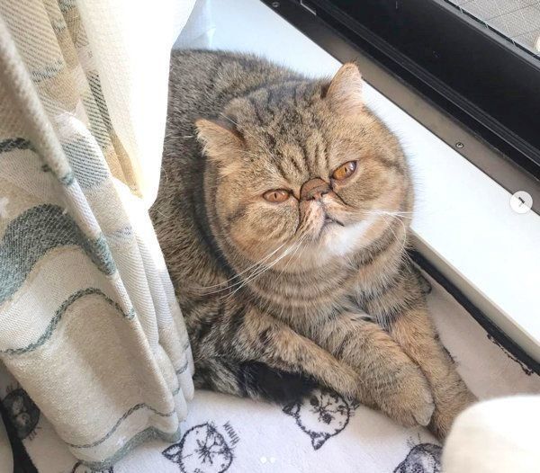 窓際でくつろぐエキゾチックショートヘア