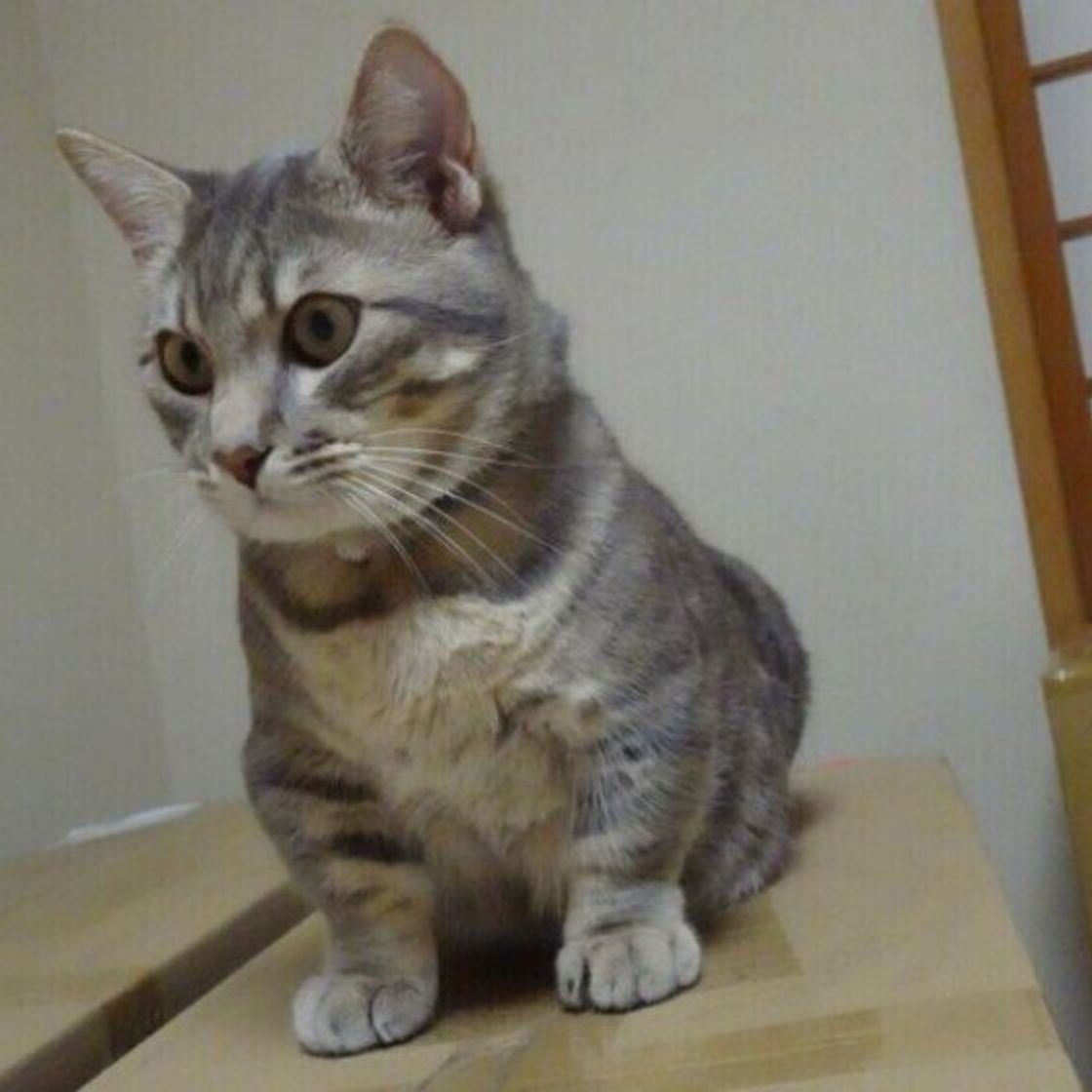 猫が段ボールを好むのはなぜ かじる危険性やdiyアイデアもご紹介 ねこのきもちweb Magazine 猫が段ボールを好むのはなぜ かじる危険性やdiyアイデアもご紹介 ねこのきもちweb Magazine
