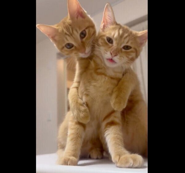 じゃれ合うユユちゃん、ロロちゃん