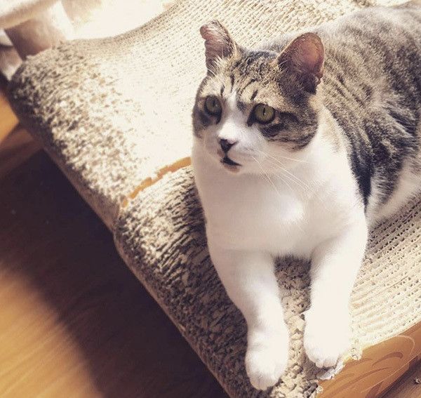 元東京芸大看板ネコ「ぴーちゃん」