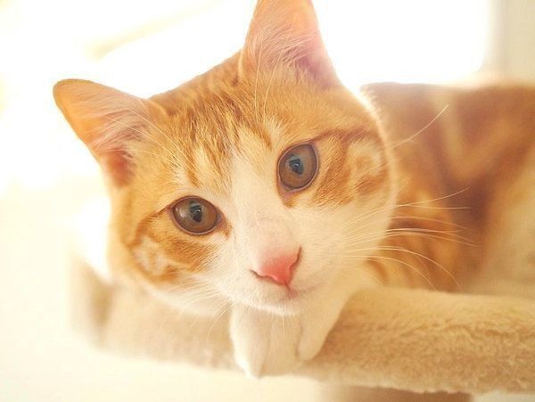 元保護猫・うりちゃん