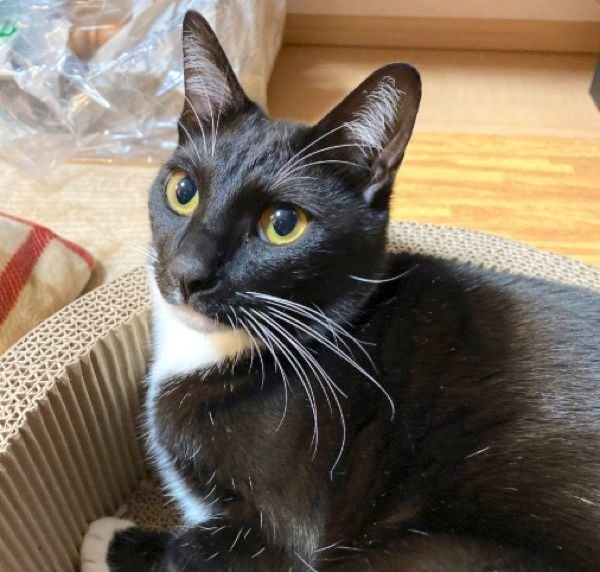 凛とした表情のくろすけちゃん