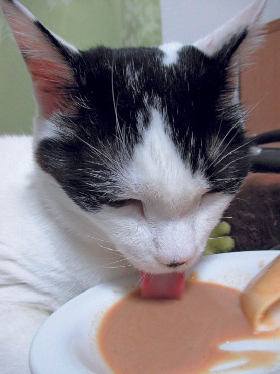 画像／ねこのきもち2019年10月号『猫の病気、そこが知りたい！』