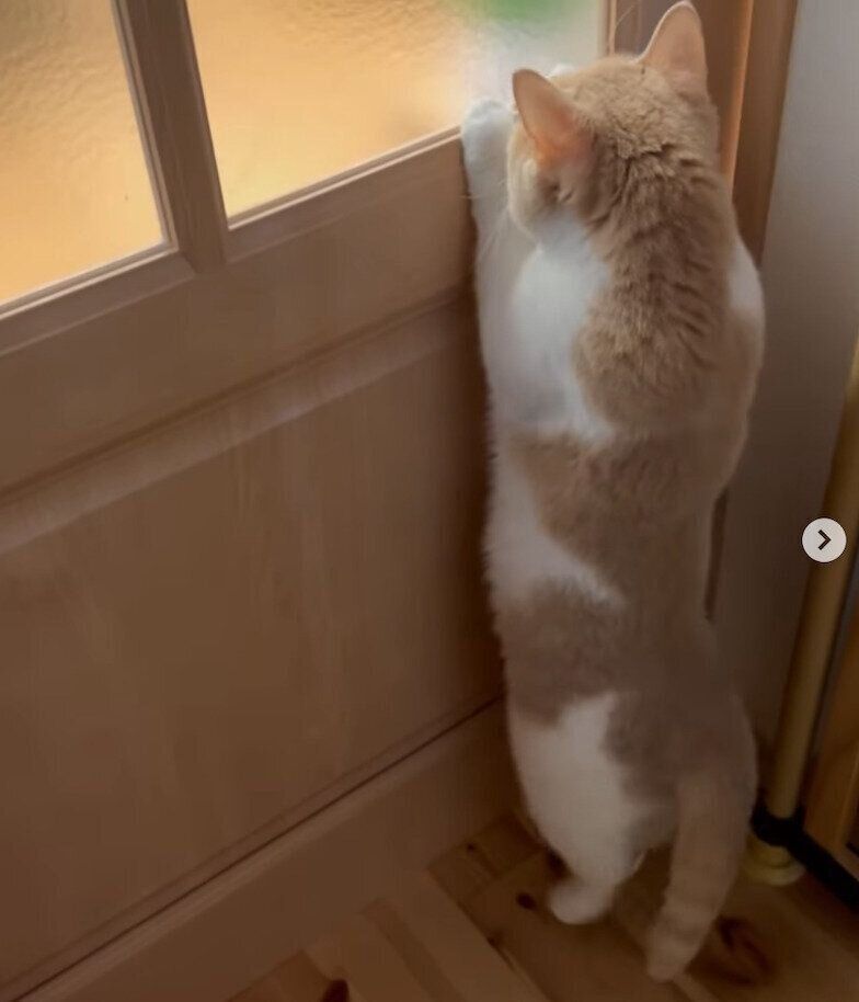 「開けて〜」とアピールするちょみーちゃん