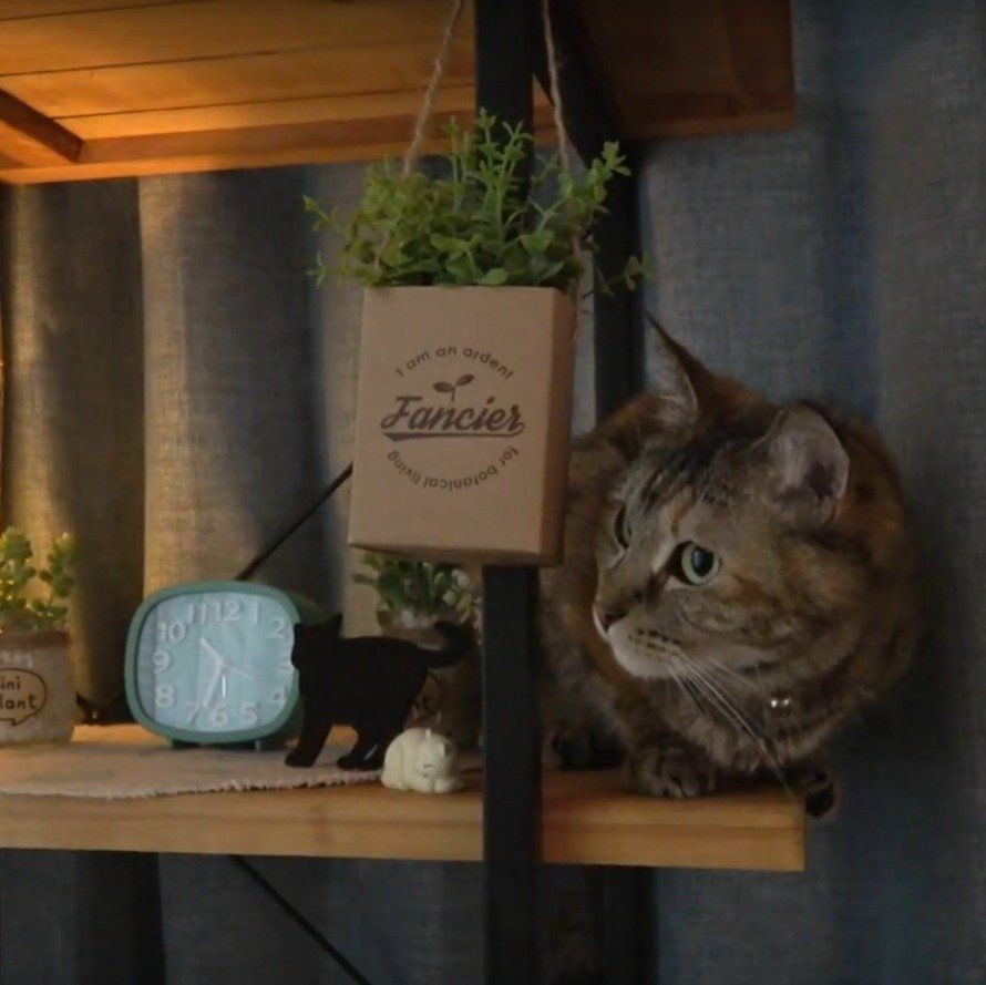 パパさんの様子をうかがうラッキーちゃん