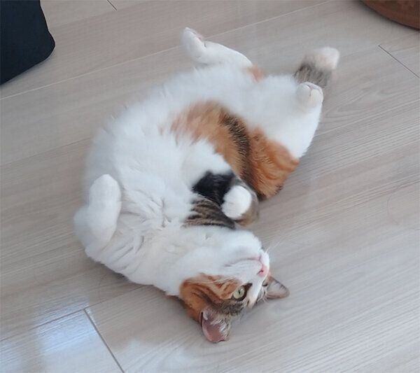 ヘソ天する凛ちゃん