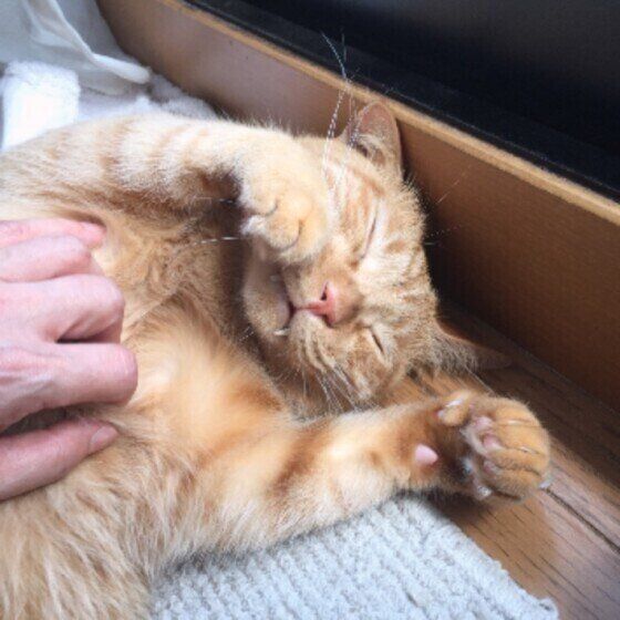 MIX茶トラのチャチャくん