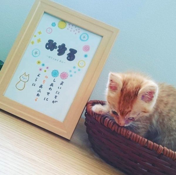 元保護猫・みちるちゃん