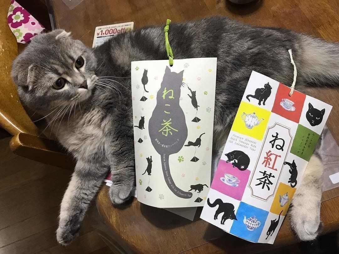 ねこ茶とね紅茶