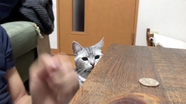 コインで遊ぶアメリカンショートヘア