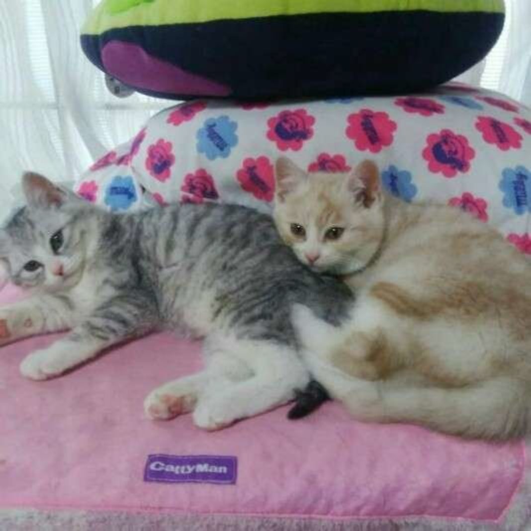 猫カフェってどんなところ おすすめの猫カフェ5選をご紹介 ねこのきもちweb Magazine 猫カフェってどんなところ おすすめの猫カフェ5選をご紹介 ねこのきもちweb Magazine