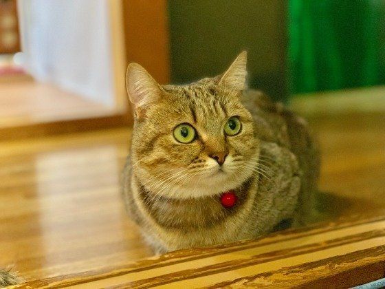 見つめるマンチカン