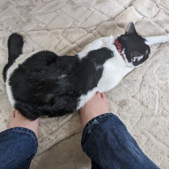 足の上で寝るあずきちゃん