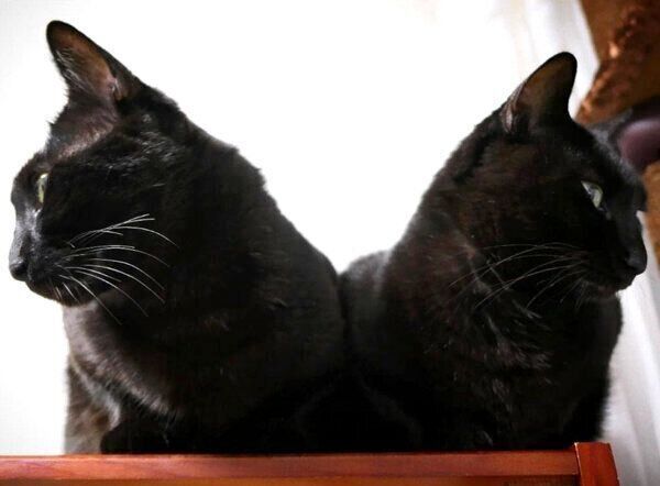 シンクロ姿が可愛いななちゃんとはちちゃん