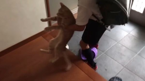 お兄ちゃんと猫