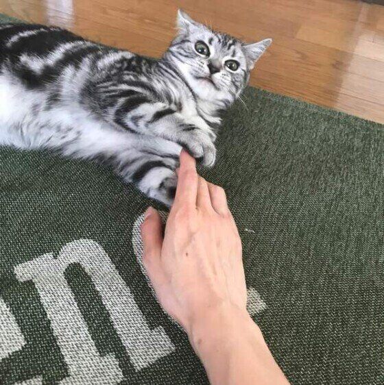噛みつこうとする猫