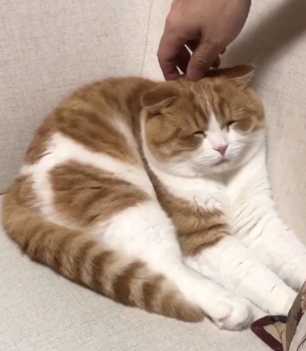 マッサージをされる猫