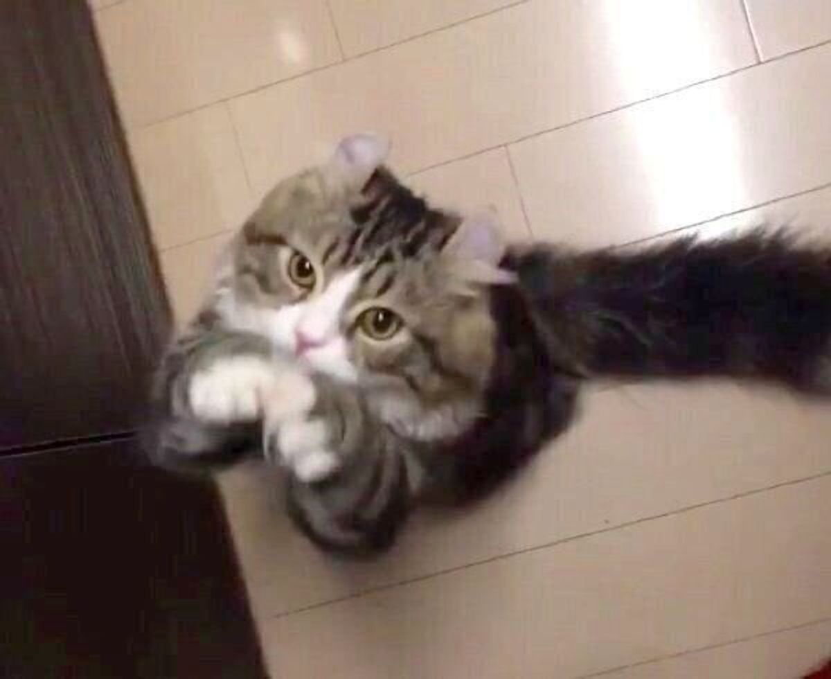 猫が前足を動かして見せる ちょうだいポーズ 何がきっかけでするようになる ねこのきもちweb Magazine 猫が前足を動かして見せる ちょうだいポーズ 何がきっかけでするようになる ねこのきもちweb Magazine