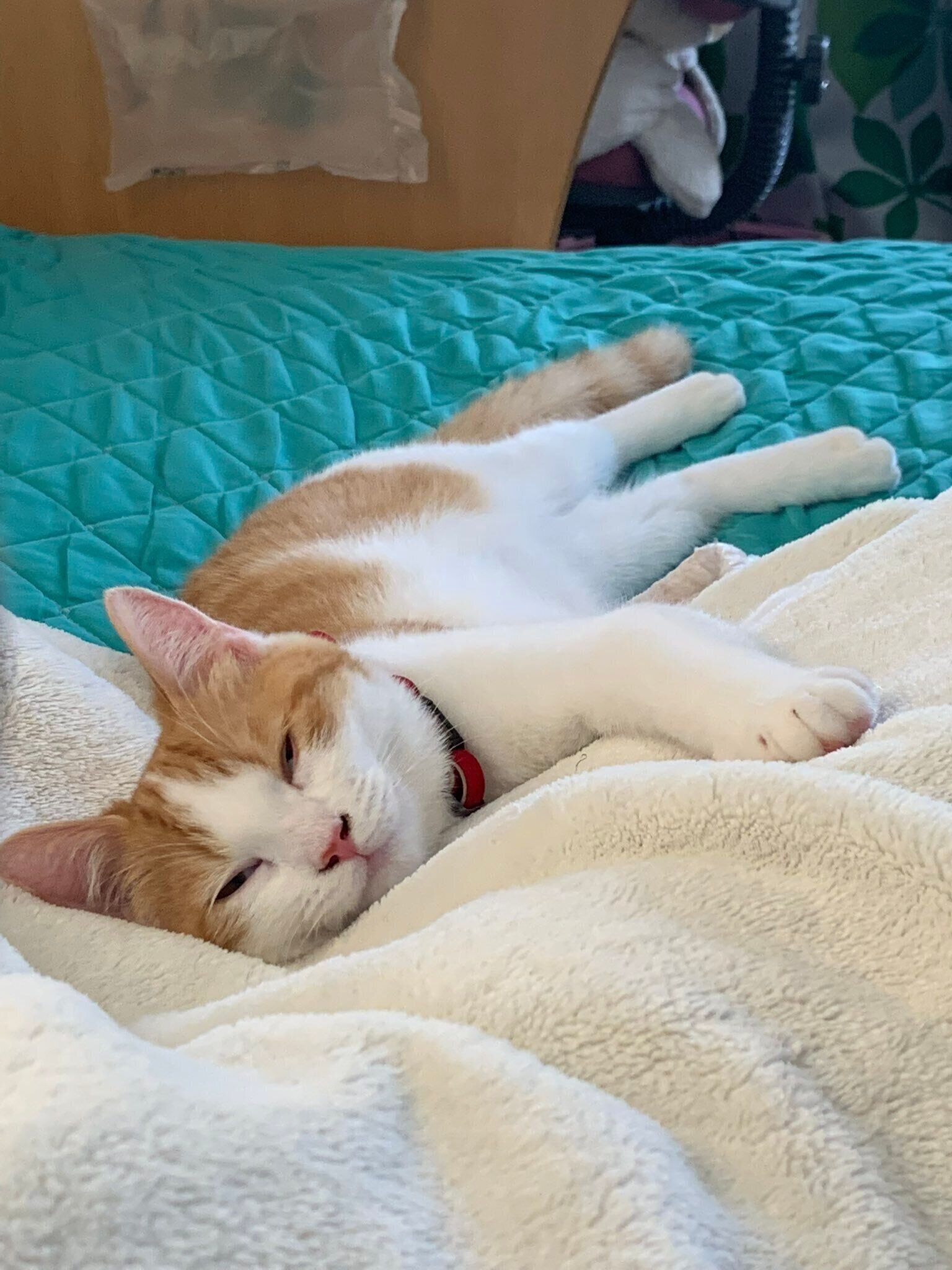 生後約8カ月のマンチカン