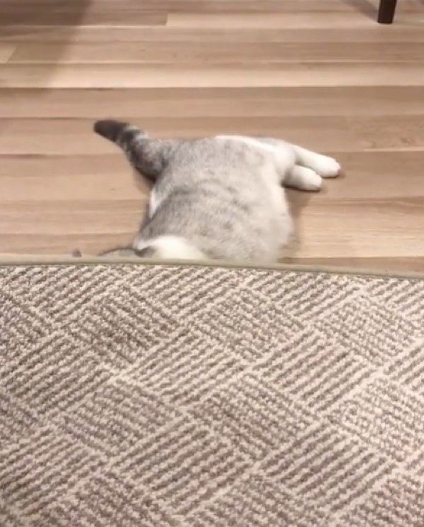 夢中になるスコティッシュフォールド