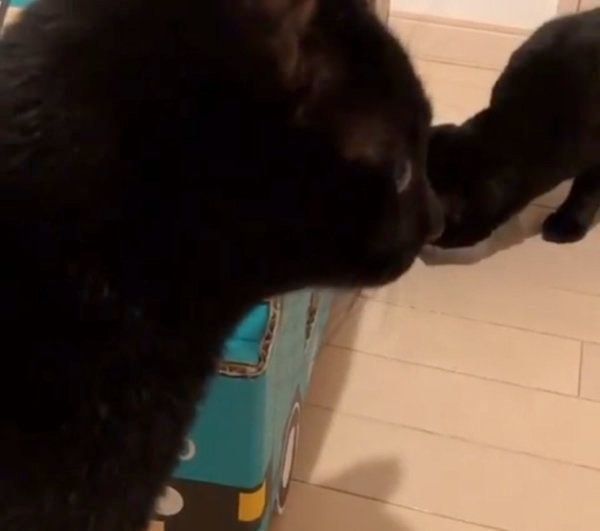 トラックを警戒する黒猫