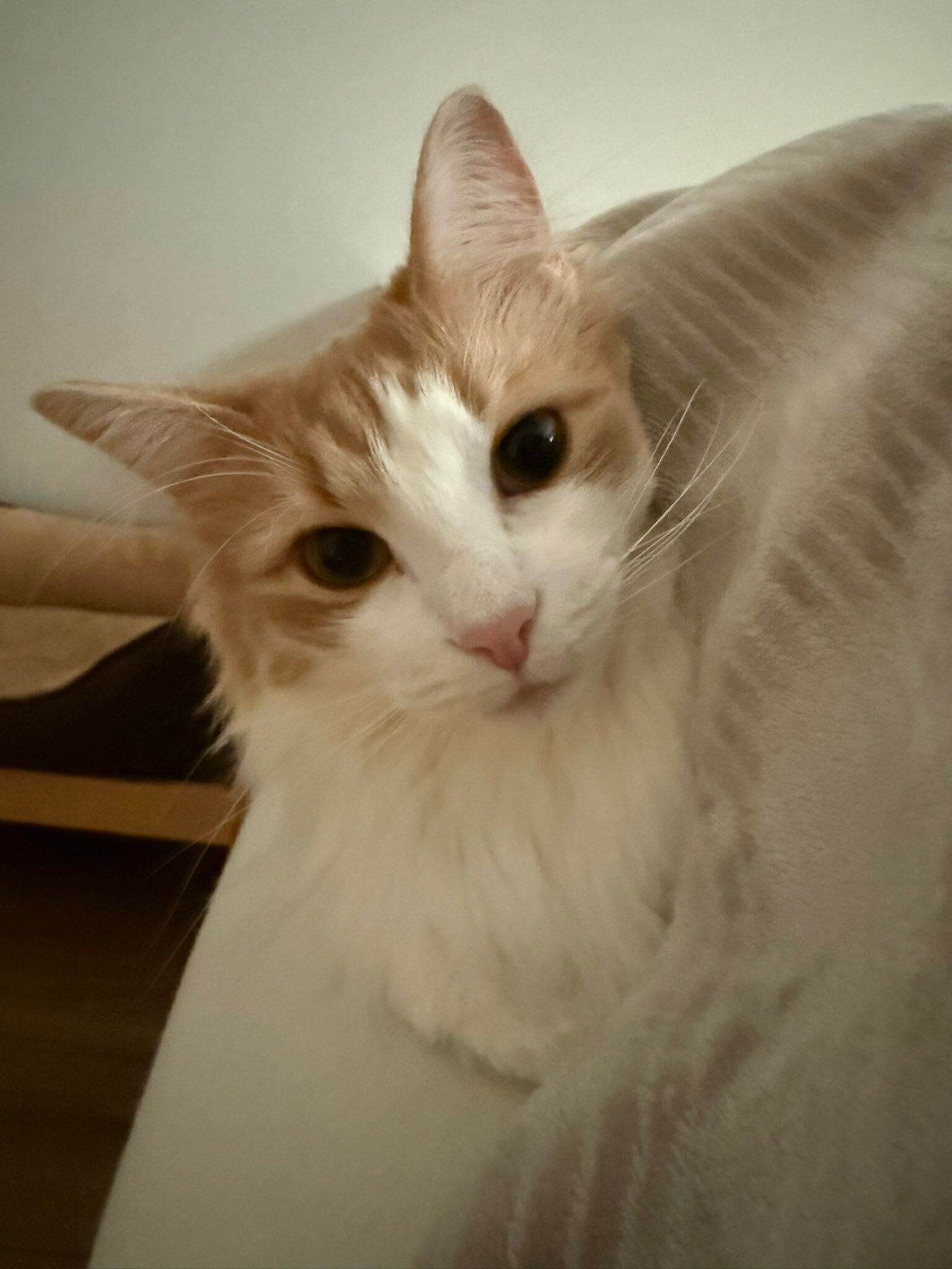 飼い主を見つめるノルウェージャンフォレストキャット