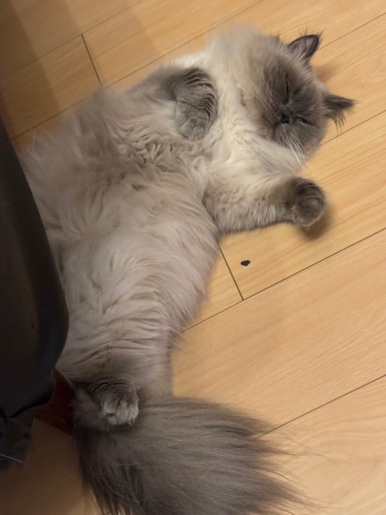 仰向けで寝ているヒマラヤン