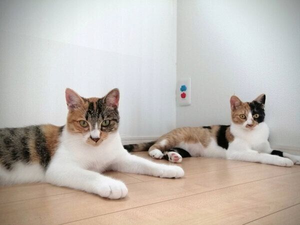 家族になって3カ月が経過した頃のきなこちゃん、あんこちゃん