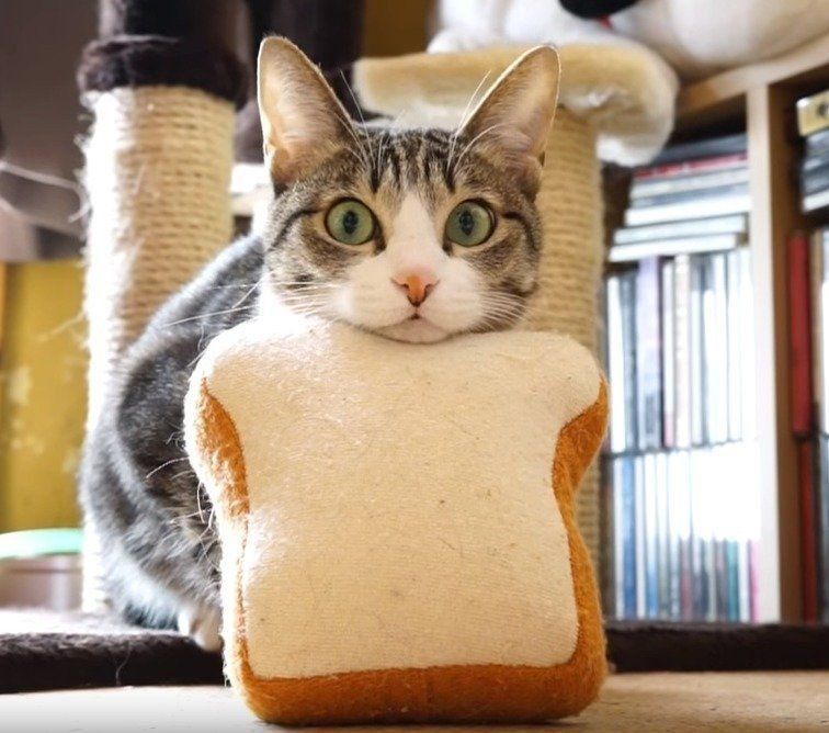 パンのクッションにあご乗せするおはぎちゃん