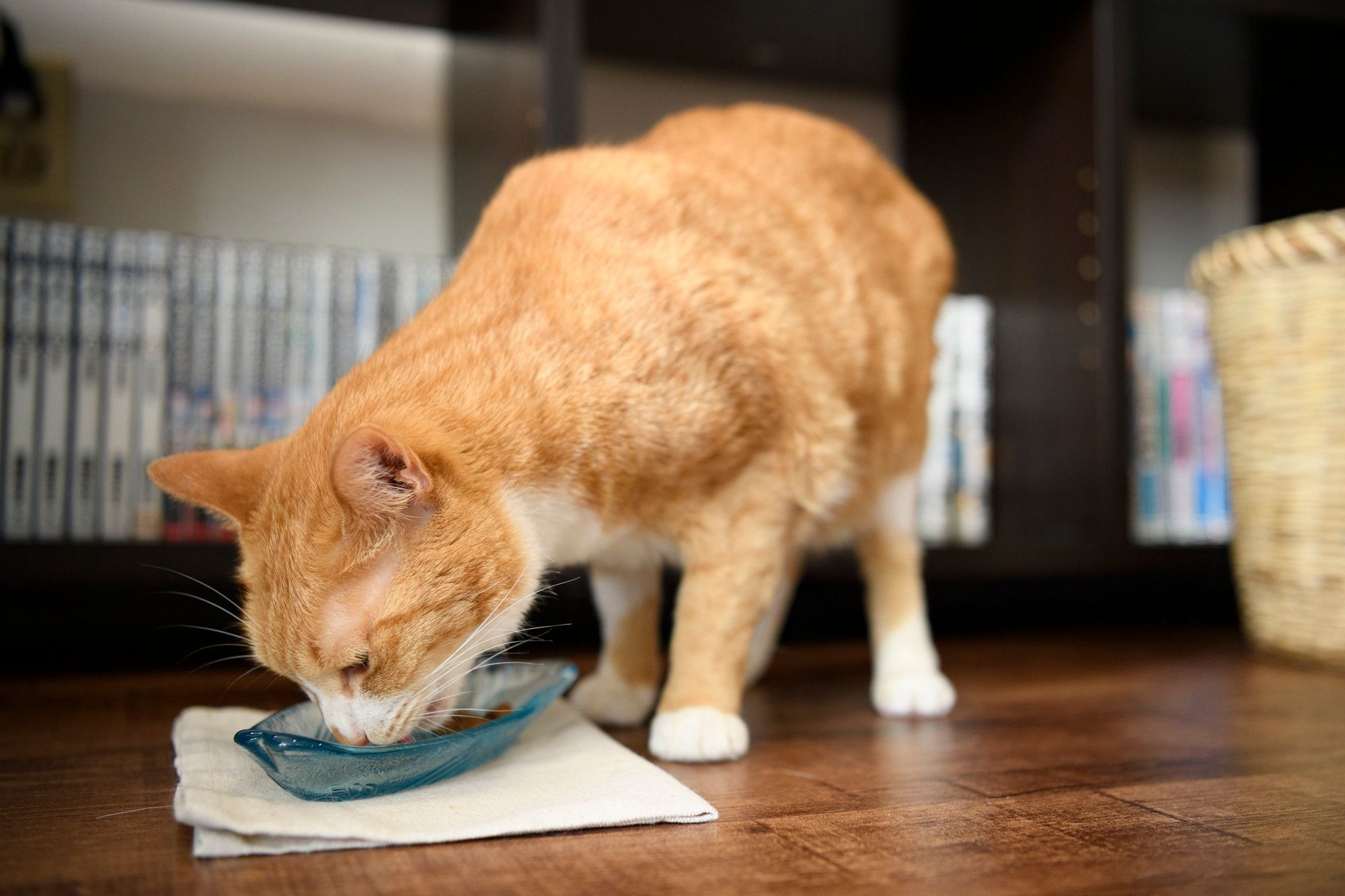 撮影／Akimasa Harada