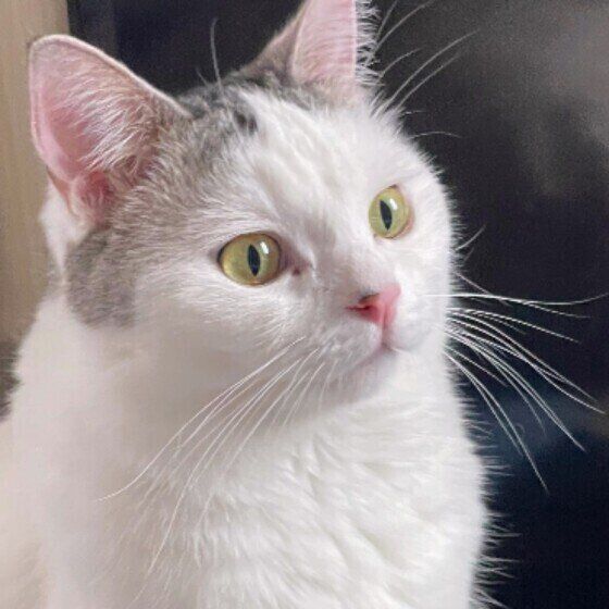 スコティッシュフォールドのごはんくん♪