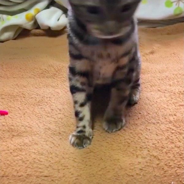 空振りニャンコ