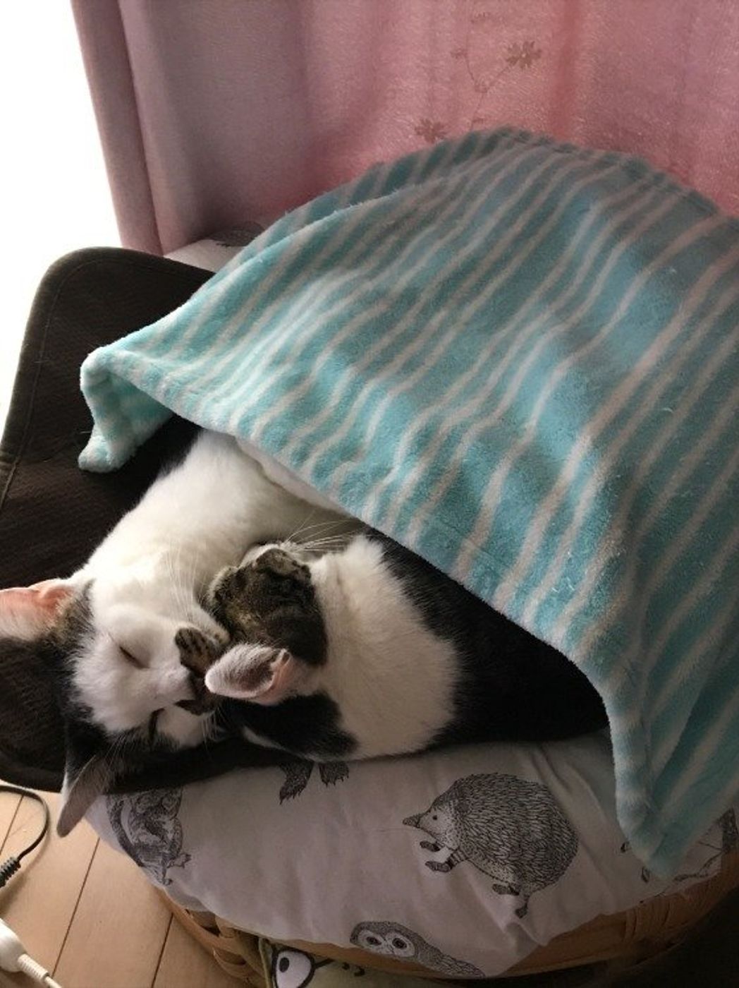 猫好きさん必見 絆に感動 かわいくて仲良しな猫の親子特集 ねこのきもちweb Magazine 猫好きさん必見 絆に感動 かわいくて仲良しな猫の親子特集 ねこのきもちweb Magazine