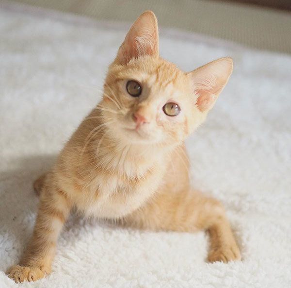 しなとらちゃん