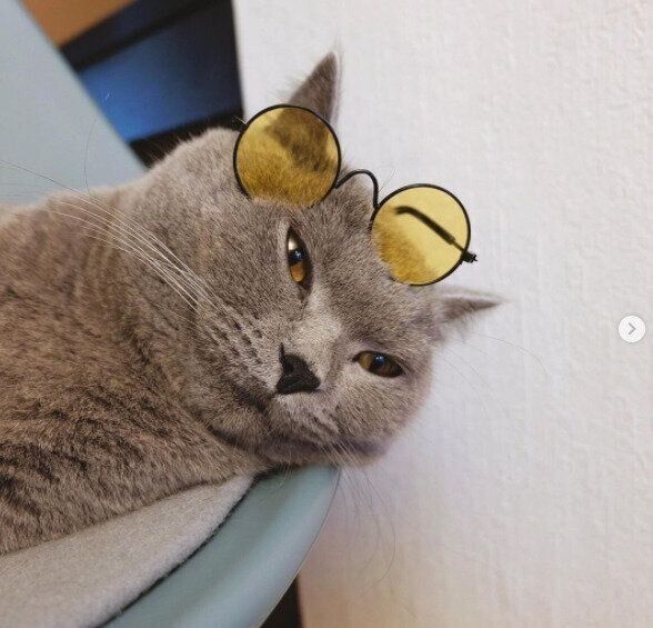 ダイソーのペット用メガネをかけたアグくん