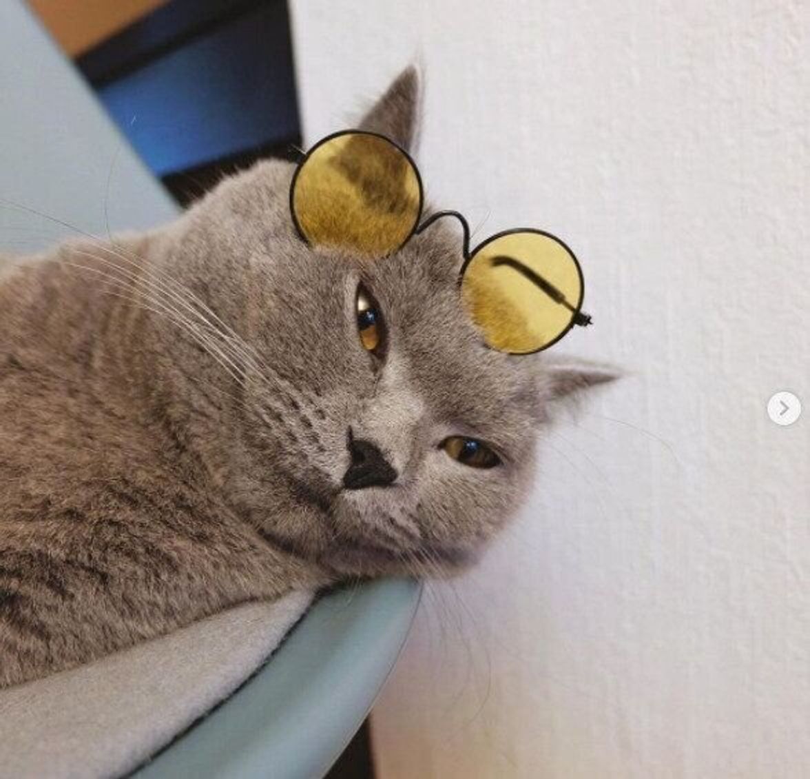 猫 メガネ 悶絶級のかわいさ ダイソーのペット用メガネをご紹介 ねこのきもちweb Magazine 猫 メガネ 悶絶級のかわいさ ダイソーのペット用メガネをご紹介 ねこのきもちweb Magazine