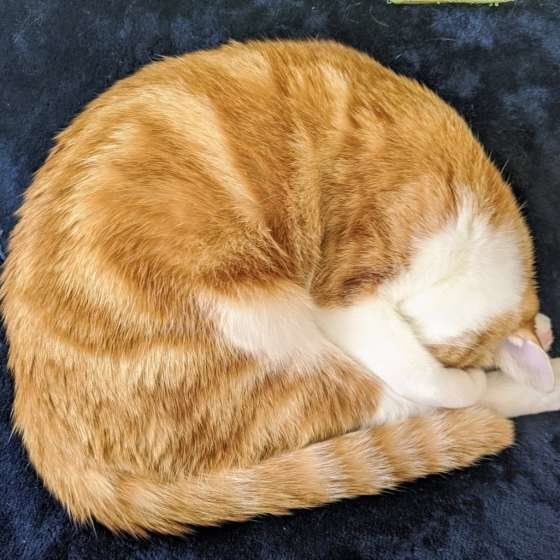 アンモニャイト