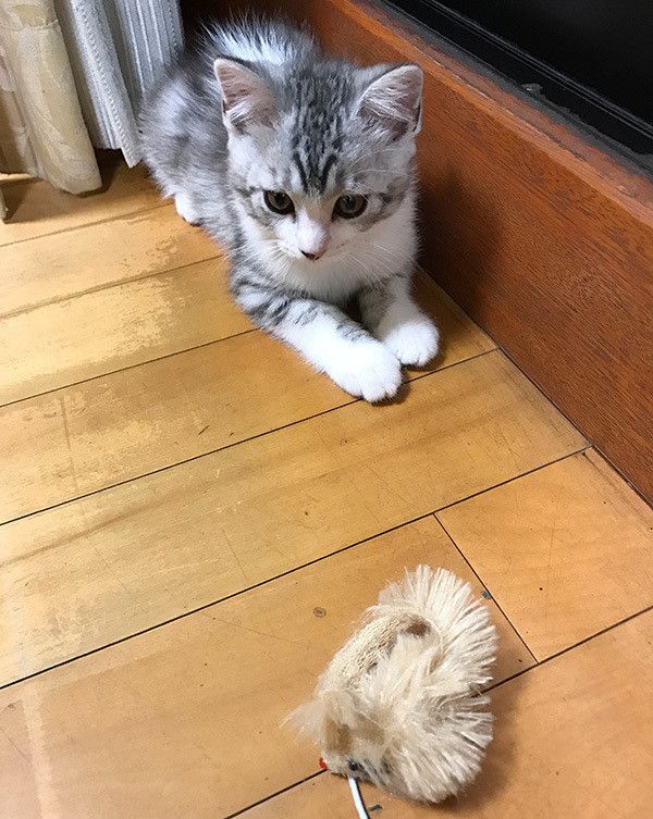 野性的な猫