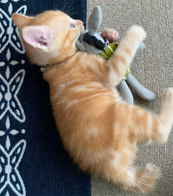 子猫のまめさん