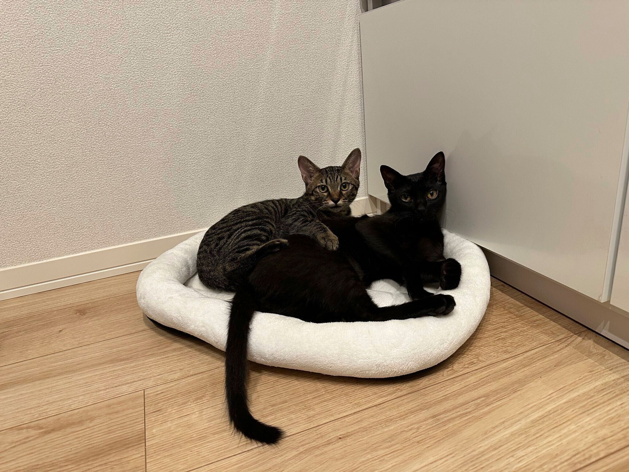 子猫時代の2匹　仲よく寄り添う姿がかわいらしい