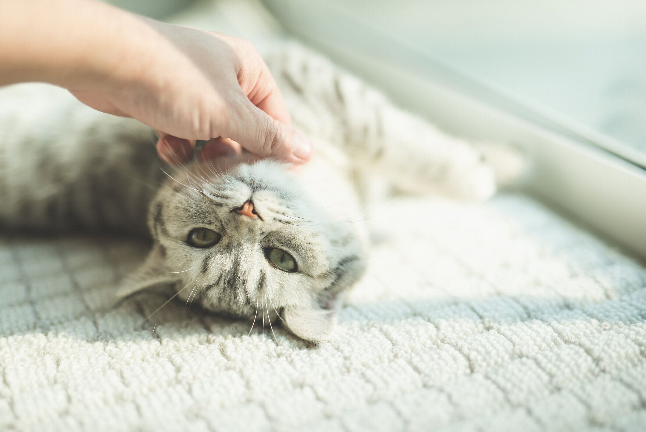 喉をなでられている猫