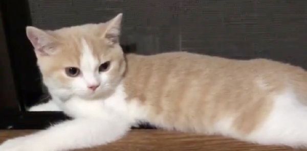 くつろぐてんぷらちゃん