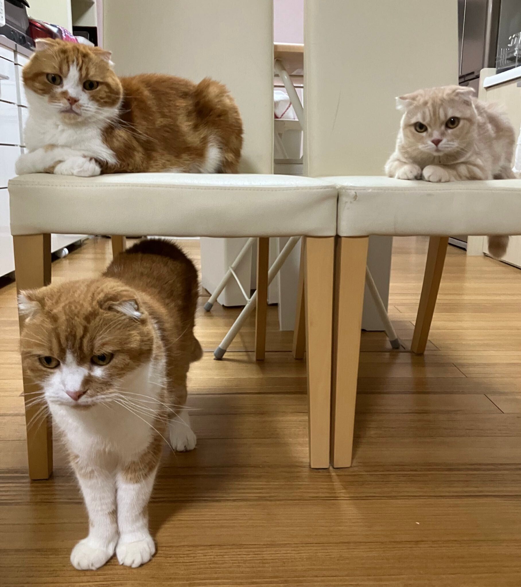 3匹のスコティッシュフォールド