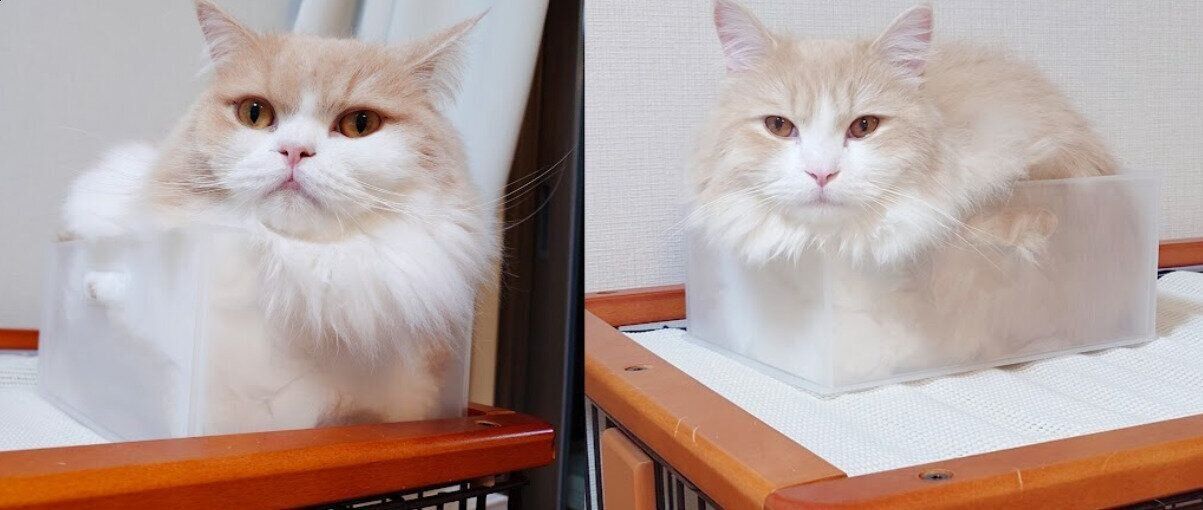 スコティッシュフォールド（左）と同じ容器に入っているラガマフィン（右）