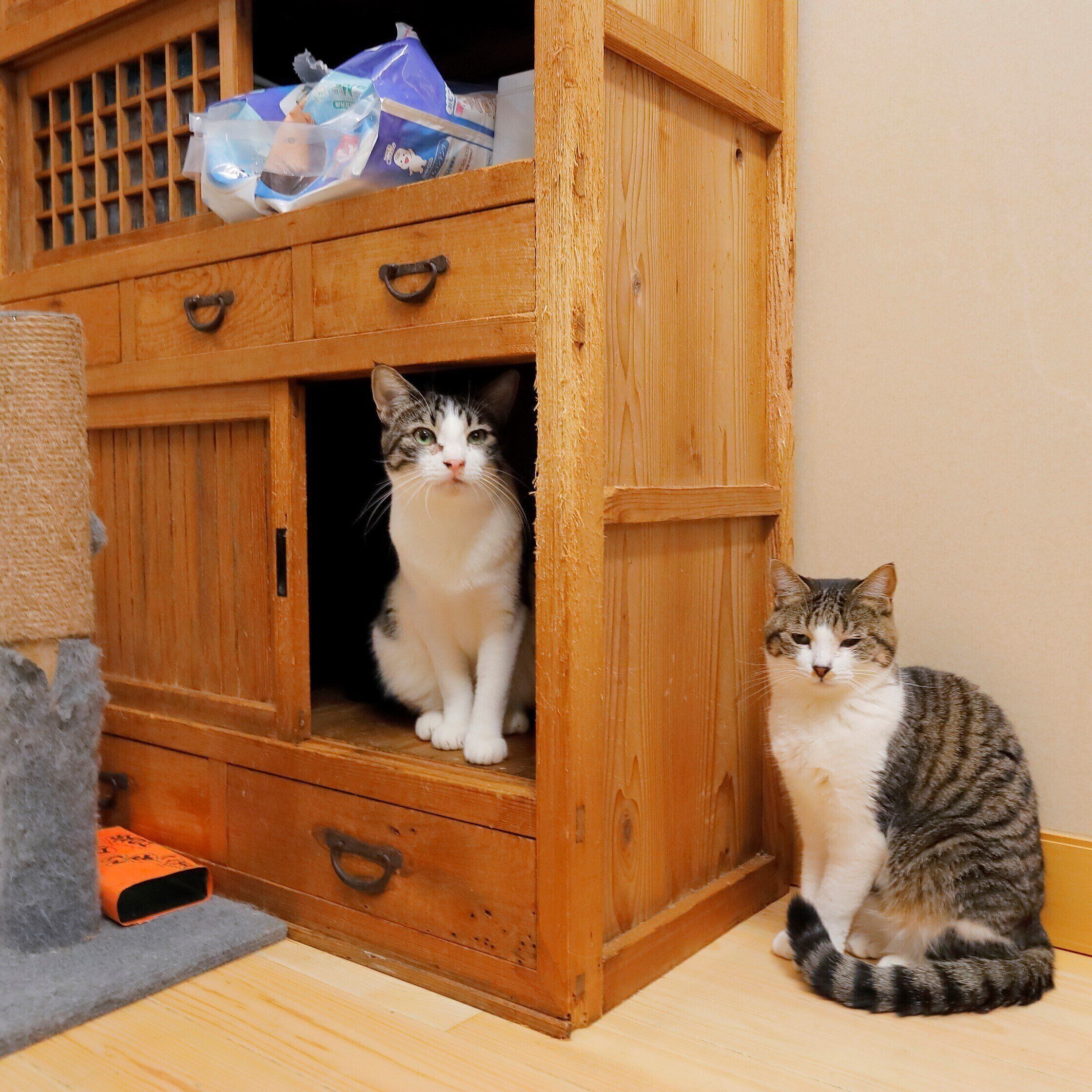 撮影／後藤さくら