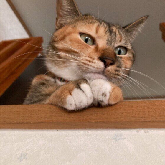 上から見てくる猫