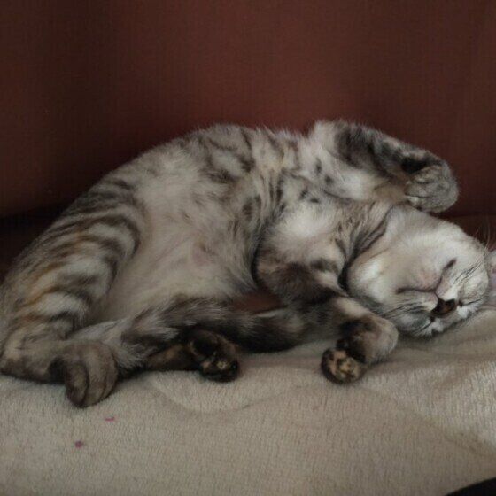 だらけるサバトラ